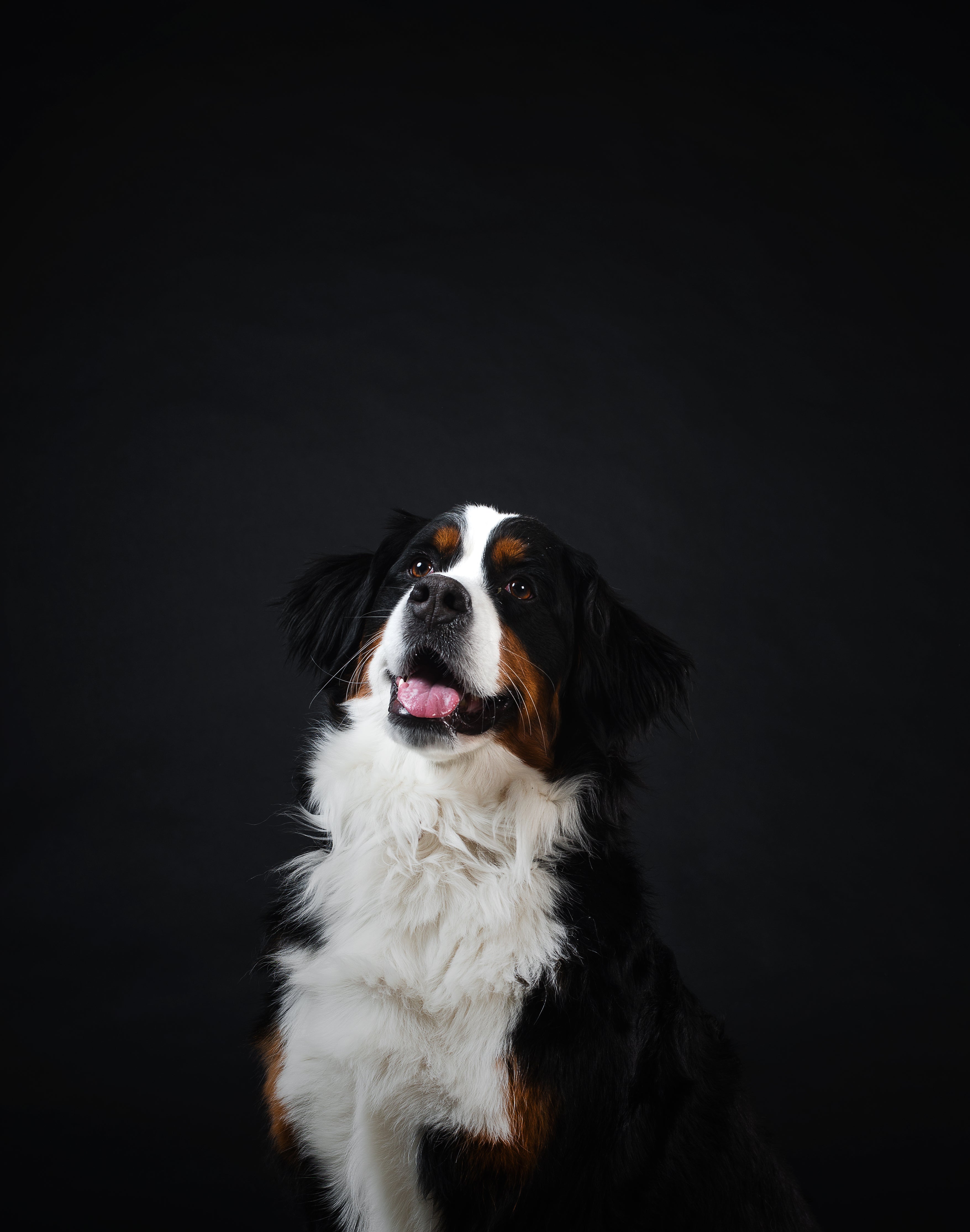 Profitable- Low Overhead, Dog Training Business
