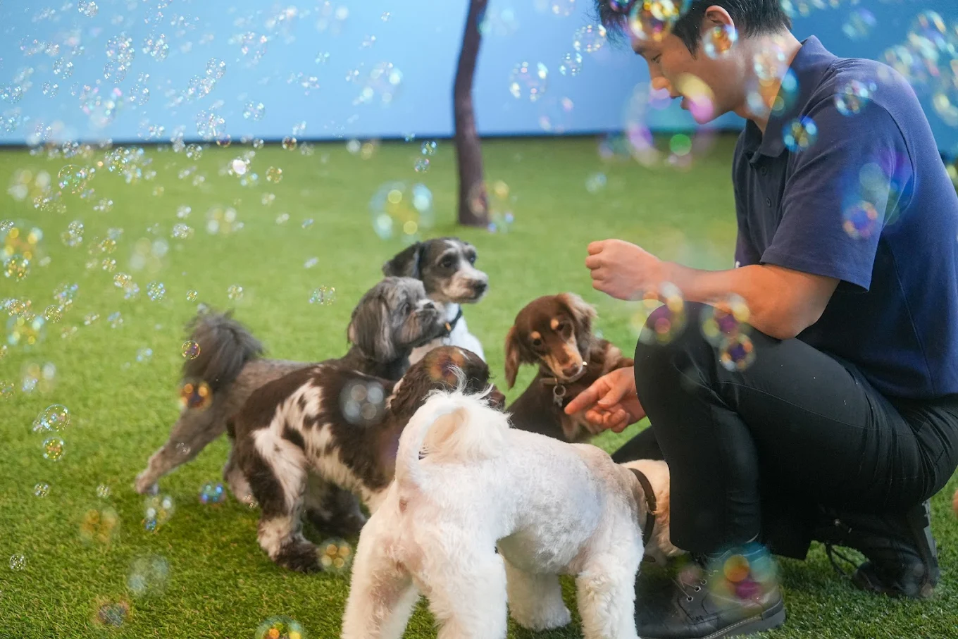 Pawsible Pet Care Services | Highly Profitable | Motivated Seller - Image 1